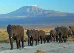 Which are tourism destination in Kenya?
