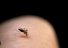 Why do mosquito bites itch?