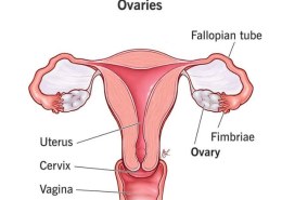 Which organ produces estrogen and progesterone