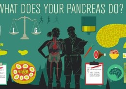 What does the pancrease do?