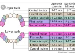 Which baby teeth come in first?