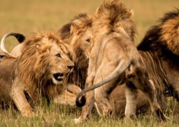 Why do lions not attack you when you are in a safari vehicle?