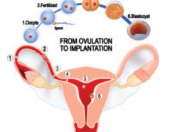 When does implantation bleeding occur?