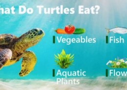 What do turtles eat?
