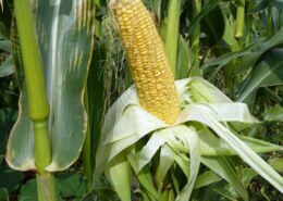Can west virginia grow corn?