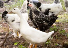 What happens when a duck mates with a chicken?