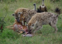 Why are hyenas scavengers and not predators?