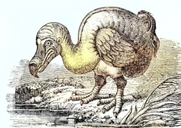 When did the dodo bird go extinct?